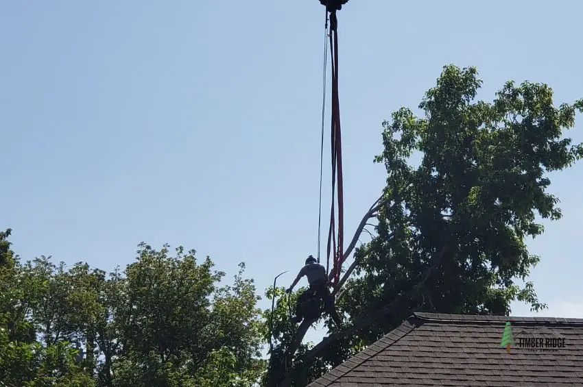 an image of a man cutting down a tall tree