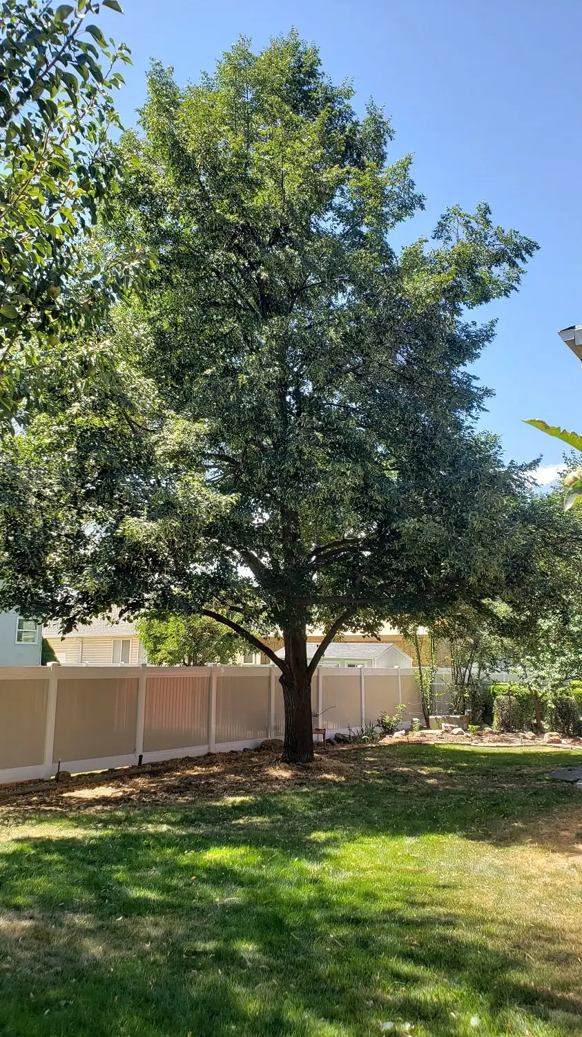 An image of a tree