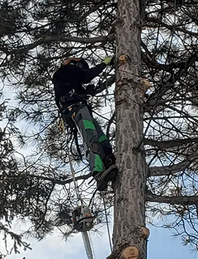 An image of a man cutting up a tree