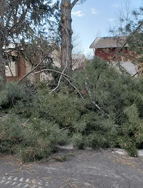 An image of a fallen tree branch