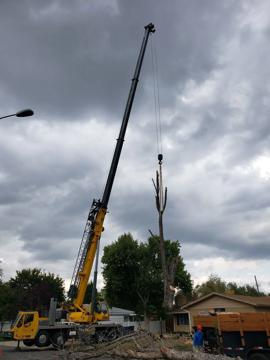 An image of a crane lifting a tree branch