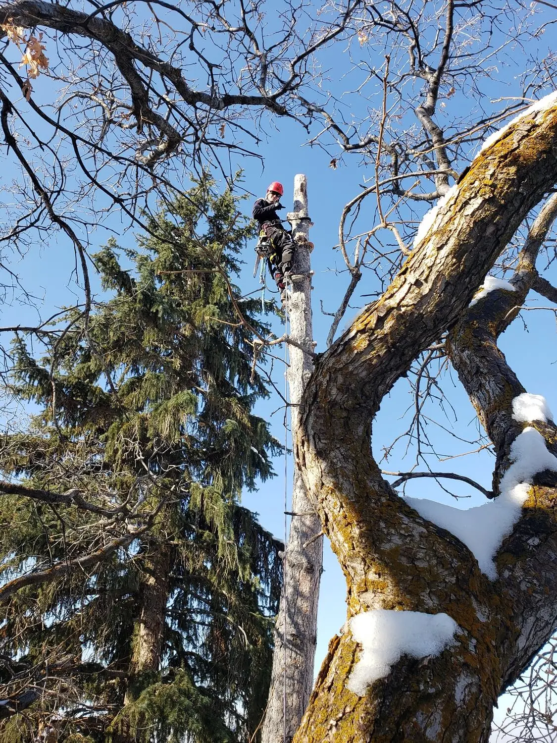 An image of a man cutting down tree