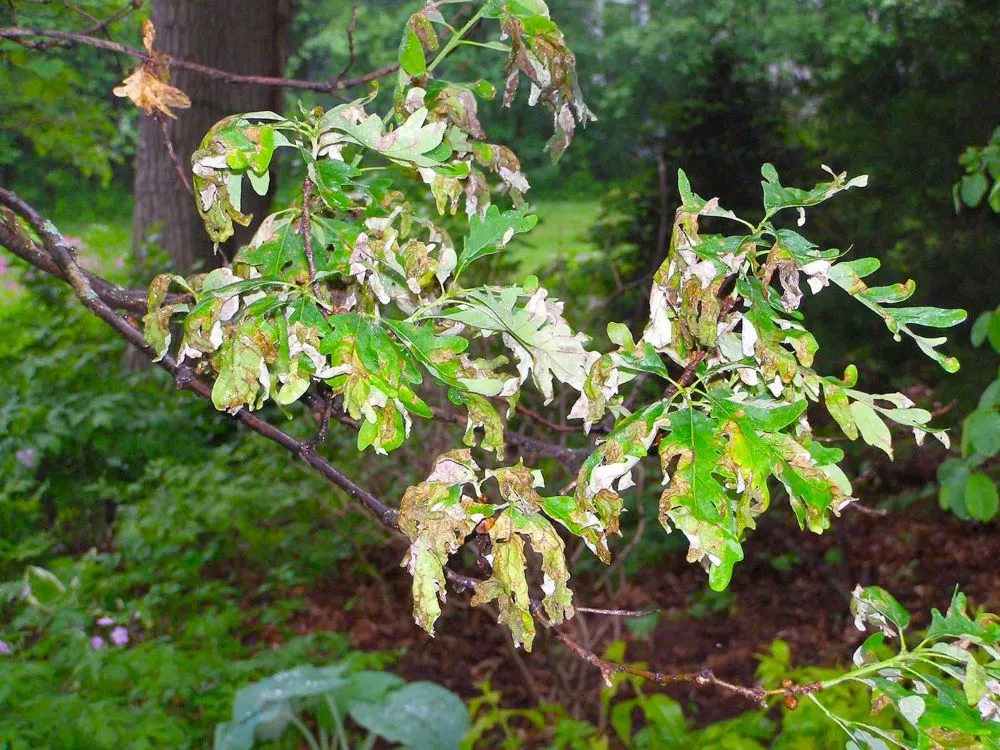 Blog Single Image